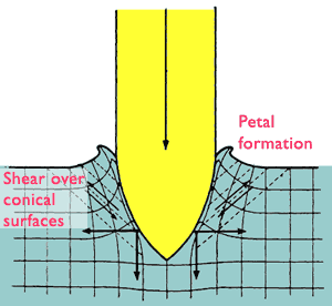 Petal formation